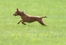 Image 6 in BSFA SEPT 2010   JUST A FEW OF THE OTHER SIGHTHOUNDS FROM THE DAY