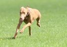 Image 8 in BSFA SEPT 2010   JUST A FEW OF THE OTHER SIGHTHOUNDS FROM THE DAY