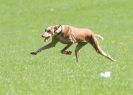 Image 9 in BSFA SEPT 2010   JUST A FEW OF THE OTHER SIGHTHOUNDS FROM THE DAY