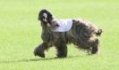 Image 13 in BSFA SEPT 2010   AFGHAN HOUNDS