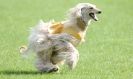 Image 20 in BSFA SEPT 2010   AFGHAN HOUNDS