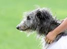 BSFA SEPT 2010   DEERHOUNDS AND IRISH WOLFHOUNDS