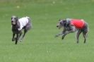 Image 11 in BSFA SEPT 2010   DEERHOUNDS AND IRISH WOLFHOUNDS