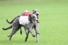 Image 2 in BSFA SEPT 2010   DEERHOUNDS AND IRISH WOLFHOUNDS