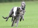 Image 3 in BSFA SEPT 2010   DEERHOUNDS AND IRISH WOLFHOUNDS