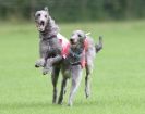 Image 5 in BSFA SEPT 2010   DEERHOUNDS AND IRISH WOLFHOUNDS