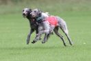 Image 7 in BSFA SEPT 2010   DEERHOUNDS AND IRISH WOLFHOUNDS