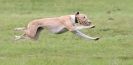 SANDRINGHAM LURCHER RACING SEPT. 2010