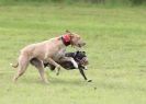 Image 10 in SANDRINGHAM LURCHER RACING SEPT. 2010