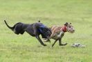 Image 12 in SANDRINGHAM LURCHER RACING SEPT. 2010