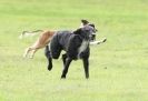 Image 13 in SANDRINGHAM LURCHER RACING SEPT. 2010
