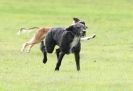 Image 13 in SANDRINGHAM LURCHER RACING SEPT. 2010