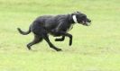 Image 14 in SANDRINGHAM LURCHER RACING SEPT. 2010