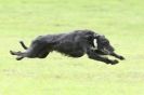 Image 15 in SANDRINGHAM LURCHER RACING SEPT. 2010