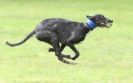 Image 16 in SANDRINGHAM LURCHER RACING SEPT. 2010