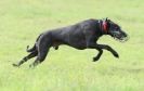 Image 17 in SANDRINGHAM LURCHER RACING SEPT. 2010