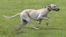 Image 18 in SANDRINGHAM LURCHER RACING SEPT. 2010