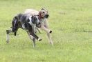 Image 19 in SANDRINGHAM LURCHER RACING SEPT. 2010