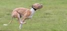 Image 2 in SANDRINGHAM LURCHER RACING SEPT. 2010