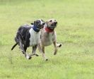 Image 20 in SANDRINGHAM LURCHER RACING SEPT. 2010