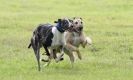 Image 21 in SANDRINGHAM LURCHER RACING SEPT. 2010