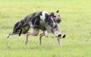 Image 22 in SANDRINGHAM LURCHER RACING SEPT. 2010