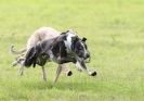 Image 23 in SANDRINGHAM LURCHER RACING SEPT. 2010