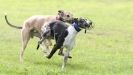 Image 24 in SANDRINGHAM LURCHER RACING SEPT. 2010