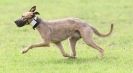 Image 25 in SANDRINGHAM LURCHER RACING SEPT. 2010