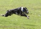 Image 26 in SANDRINGHAM LURCHER RACING SEPT. 2010