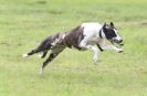 Image 28 in SANDRINGHAM LURCHER RACING SEPT. 2010