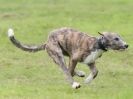 Image 29 in SANDRINGHAM LURCHER RACING SEPT. 2010