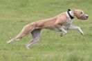 Image 3 in SANDRINGHAM LURCHER RACING SEPT. 2010