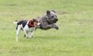 Image 30 in SANDRINGHAM LURCHER RACING SEPT. 2010