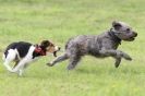 Image 31 in SANDRINGHAM LURCHER RACING SEPT. 2010