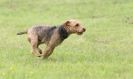 Image 32 in SANDRINGHAM LURCHER RACING SEPT. 2010