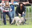 Image 34 in SANDRINGHAM LURCHER RACING SEPT. 2010