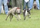 Image 35 in SANDRINGHAM LURCHER RACING SEPT. 2010