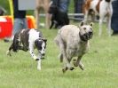 Image 36 in SANDRINGHAM LURCHER RACING SEPT. 2010