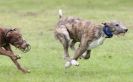 Image 37 in SANDRINGHAM LURCHER RACING SEPT. 2010