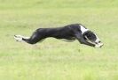 Image 38 in SANDRINGHAM LURCHER RACING SEPT. 2010