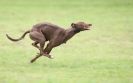 Image 39 in SANDRINGHAM LURCHER RACING SEPT. 2010