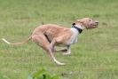 Image 4 in SANDRINGHAM LURCHER RACING SEPT. 2010