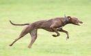 Image 40 in SANDRINGHAM LURCHER RACING SEPT. 2010