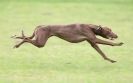 Image 41 in SANDRINGHAM LURCHER RACING SEPT. 2010