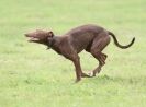 Image 42 in SANDRINGHAM LURCHER RACING SEPT. 2010