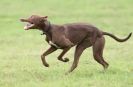 Image 43 in SANDRINGHAM LURCHER RACING SEPT. 2010