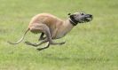 Image 44 in SANDRINGHAM LURCHER RACING SEPT. 2010