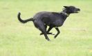 Image 45 in SANDRINGHAM LURCHER RACING SEPT. 2010