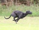 Image 47 in SANDRINGHAM LURCHER RACING SEPT. 2010